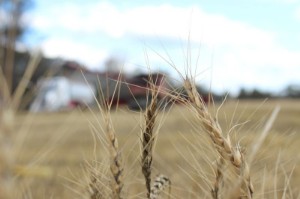 Picture of Australia set for 3rd year of bumper wheat harvests, easing world supply woes