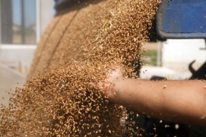 Picture of Ukraine southern Odesa region starts 2022 grain harvest