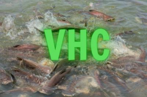 Ảnh của VHC bán hết cổ phiếu quỹ ở mức giá trên 107,000 đồng/cp