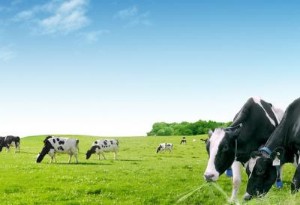 Ảnh của VNM - Đã đến thời điểm cho đầu tư dài hạn (Kỳ 1)