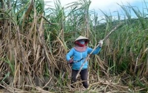 Ảnh của Hiệp định ATIGA: Thách thức và cơ hội của ngành mía đường Việt Nam