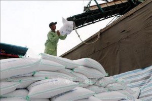 Ảnh của Doanh nghiệp gạo rộng cửa xuất khẩu