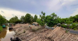 Ảnh của Giá cây tràm giảm 50%, người dân trồng rừng ở U Minh hạ lo đầu ra