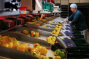 Picture of No tulips from Amsterdam? Gas crisis hits Dutch greenhouses