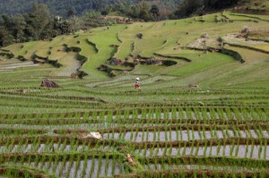 Picture of Thailand targets higher rice exports of 7.5 million tonnes this year