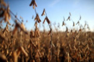 Argentina's depleted FX reserves get timely soybean boost