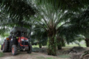 Picture of Analysis: Asian farmers plant to boost palm oil output, seedling shortage slows pace