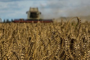 Ảnh của France and partners launch "Save Crops Operation" to address food shortages caused by Ukraine conflict