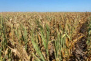Picture of Droughts, Ukraine war push global grain stocks toward worrying decade low