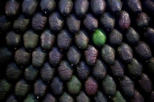 Picture of Green gold: Mexican avocados, beloved in U.S., fuel multi-billion dollar market
