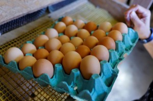 Picture of Soaring egg prices force French food industry to change recipes