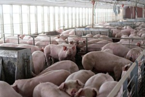 Picture of U.S. Supreme Court wrestles with pork industry challenge to California law