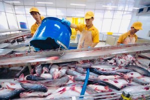 Ảnh của Xuất khẩu tăng mạnh, cơ hội cho doanh nghiệp cá tra bứt phá trong quý 4