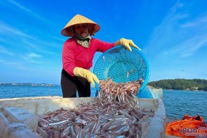 Ảnh của Mùa cá cơm trên đảo Thanh Lân, mỗi ngày thu hàng chục triệu đồng