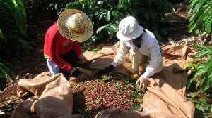Ảnh của 10 tháng, xuất khẩu cà phê đạt kỷ lục gần 3,3 tỷ USD