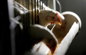 Picture of Brazil chicken production and exports seen rising in 2023 -industry group