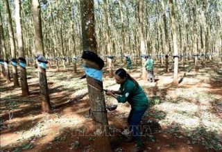 Ngành cao su vượt khó về đích