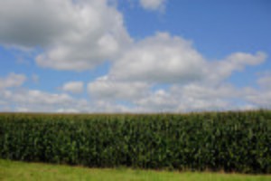 Picture of Analysis-Democrats' downgrade of Iowa's role is a blow to Corn Belt, biofuels