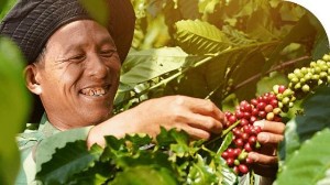 Ảnh của USDA: Sản lượng cà phê toàn cầu bật tăng 6,6 triệu bao niên vụ 2022 - 2023
