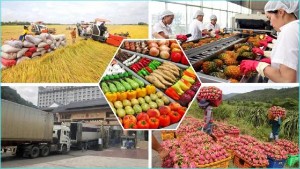 Ảnh của Trung Quốc mở cửa trở lại: Nông sản xuất khẩu Việt Nam đón 