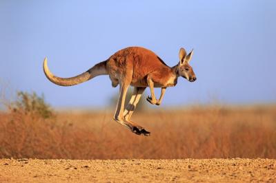 Giao dịch thế nào trong thị trường Kangaroo?
