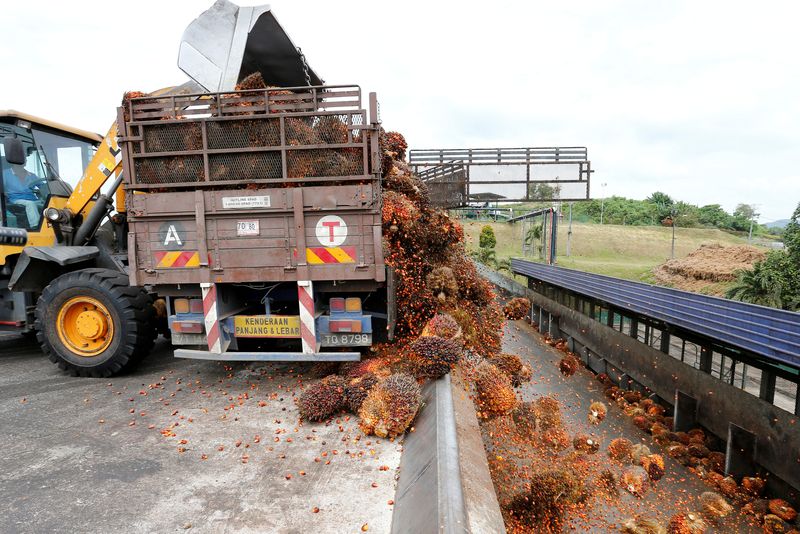 Exclusive: Malaysia may cut palm oil export tax amid global supply crisis