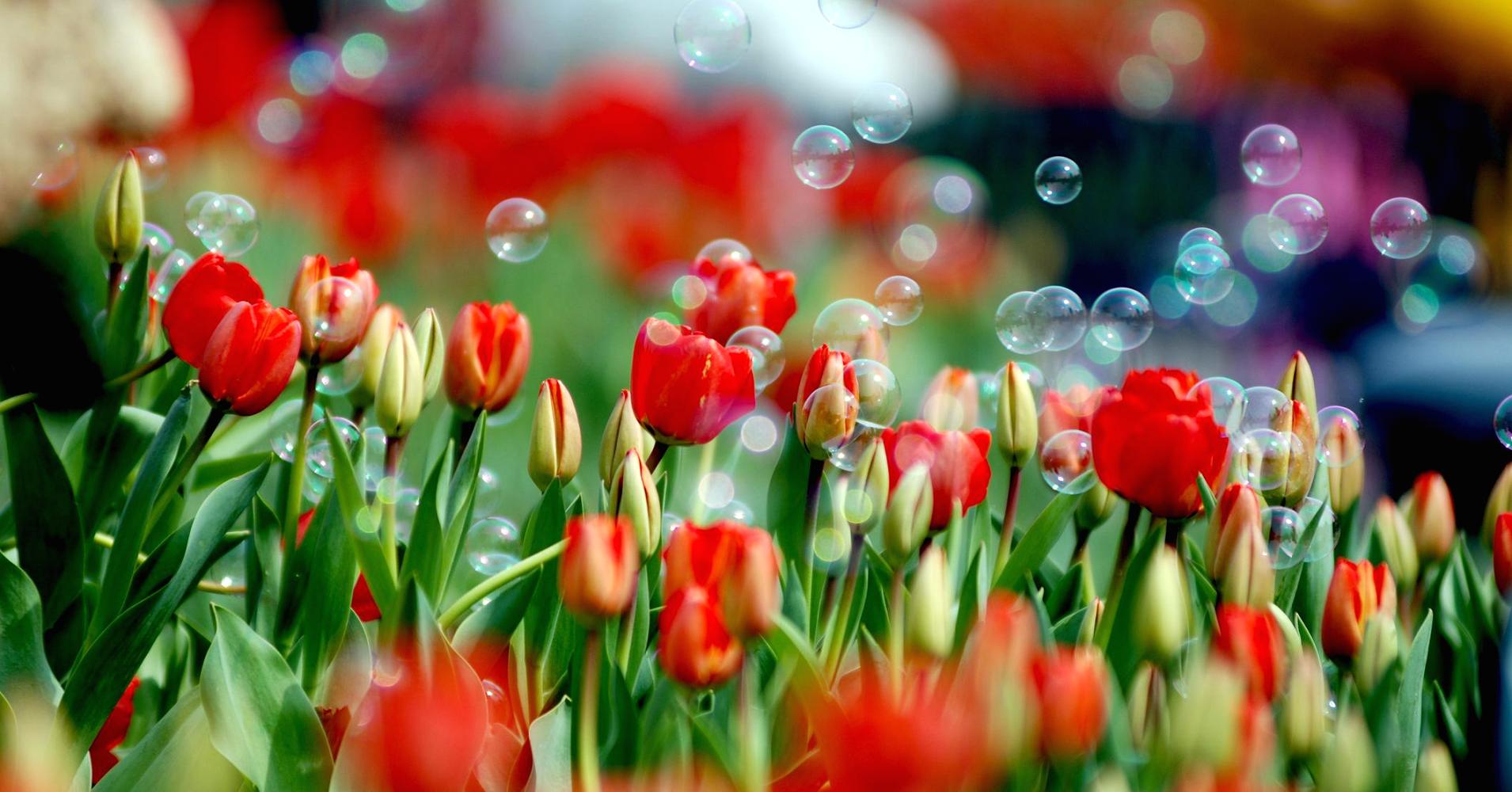 Cơn sốt củ hoa tulip Hà Lan hồi thế kỉ XV được nhiều chuyên gia đánh giá là bong bóng kinh tế đầu tiên trong lịch sử loài người