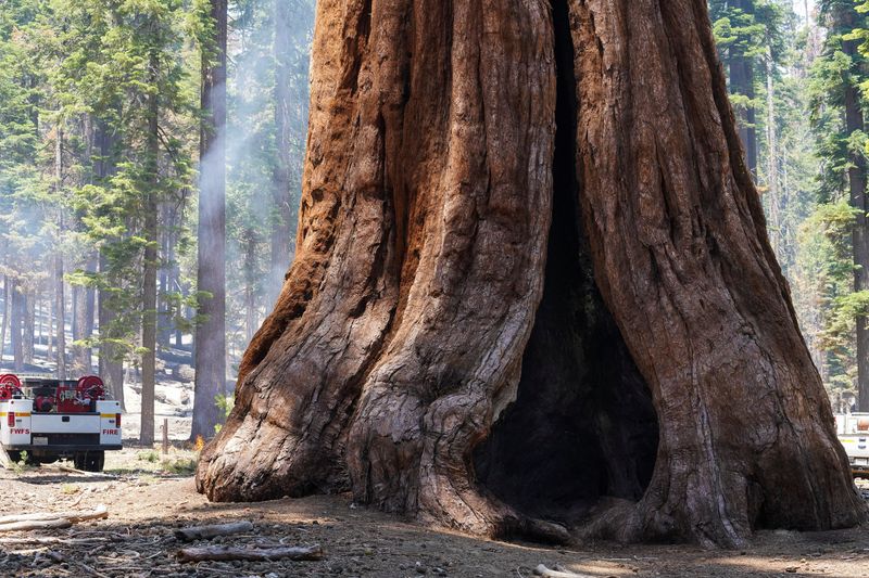 U.S. triples reforestation spending for wildfire devastation