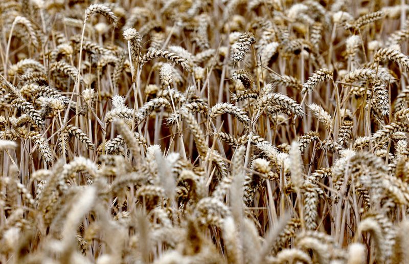 EU wheat eases with Chicago as Ukraine, exports assessed