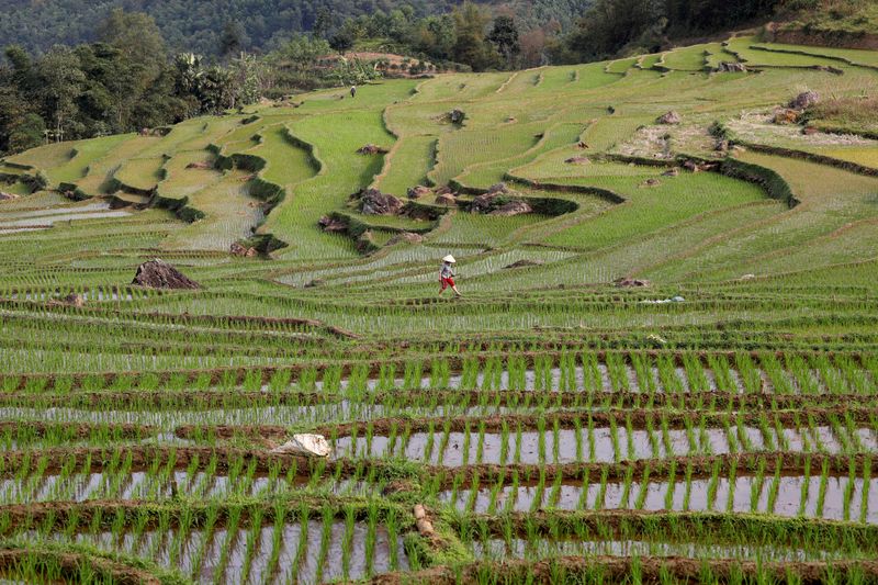 Thailand targets higher rice exports of 7.5 million tonnes this year