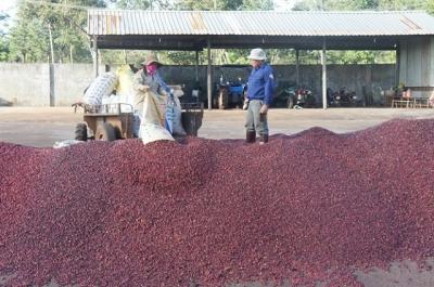 Cổ phiếu tăng trần liên tiếp 19 phiên, CFV vẫn 