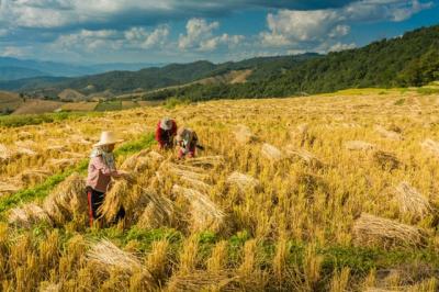 Gạo Việt hưởng lợi sau lệnh hạn chế xuất khẩu gạo của Ấn Độ