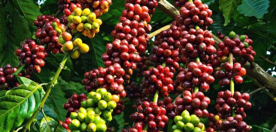 Giá cà phê hôm nay 26/10: Arabica lao dốc gần 2,5%
