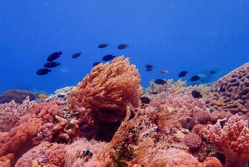 Analysis-First U.S. coral insurance marks the rise of the reef brigades