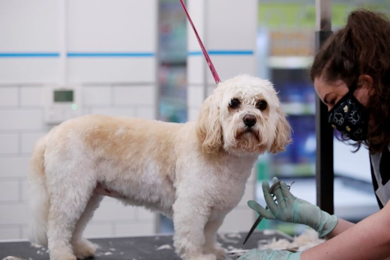 Pets at Home HY profit falls amid elevated costs