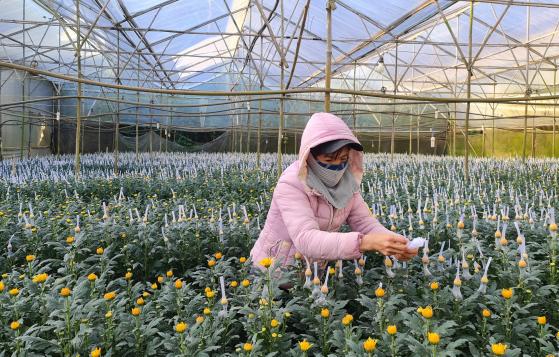 Đà Lạt cung ứng 200 triệu cành hoa cho thị trường Tết 2023