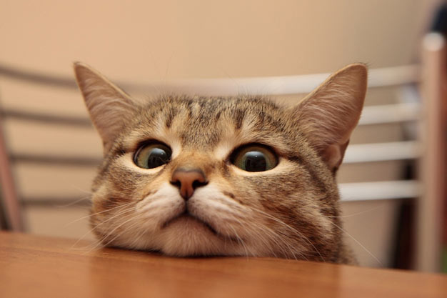 cute cat