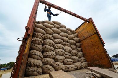 Bloomberg: Ấn Độ cân nhắc gỡ bỏ biện pháp hạn chế xuất khẩu gạo