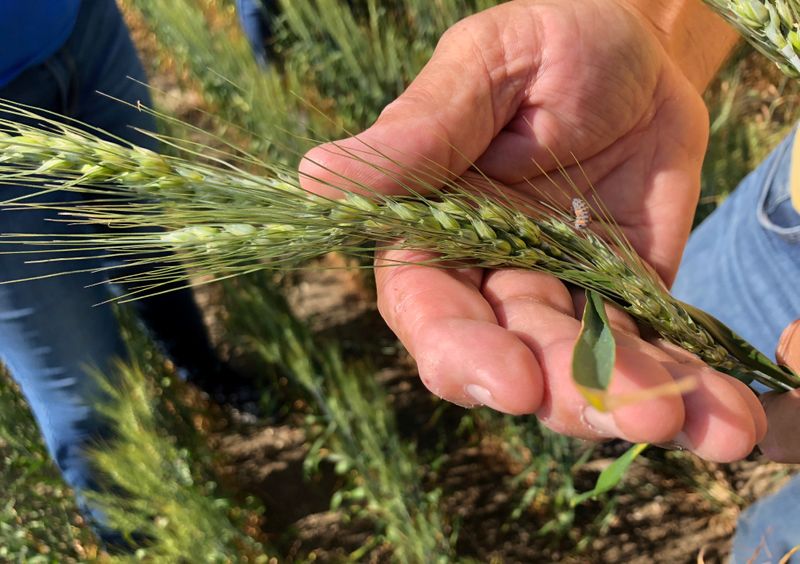 Northern U.S. Plains drought shrivels spring wheat crop to smallest in 33 years, USDA says