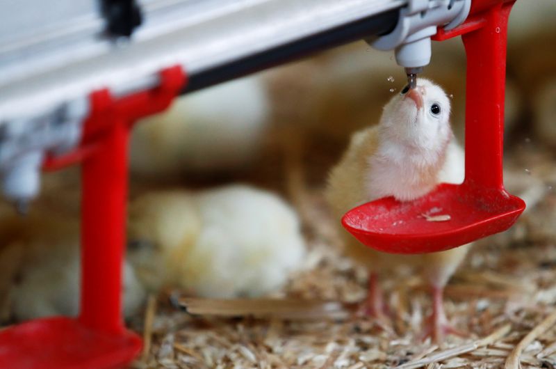 France bans crushing and gassing of male chicks from 2022