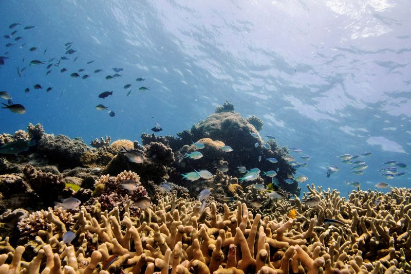 UNESCO keeps Great Barrier Reef off 