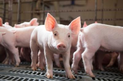 Người nuôi lợn đang lỗ hơn 1 triệu đồng/con